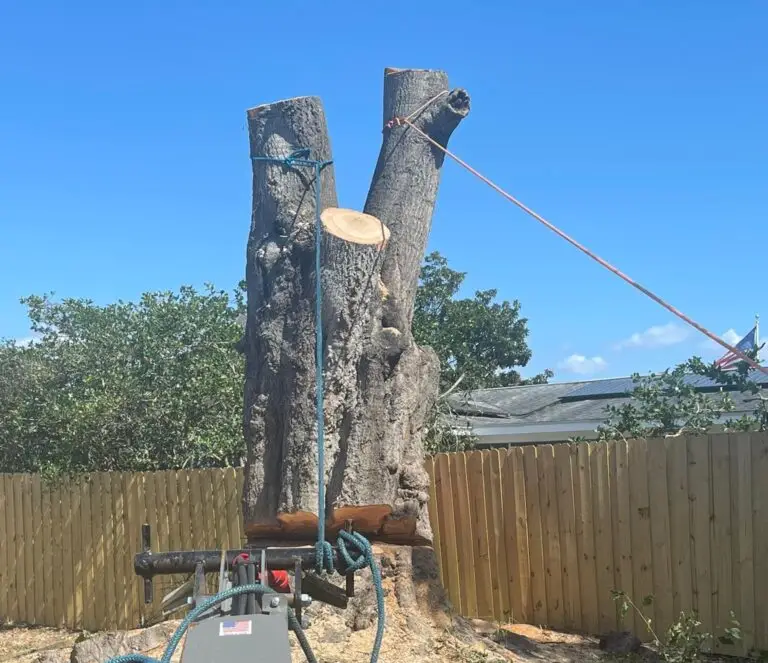 Large Laurel Oak removal